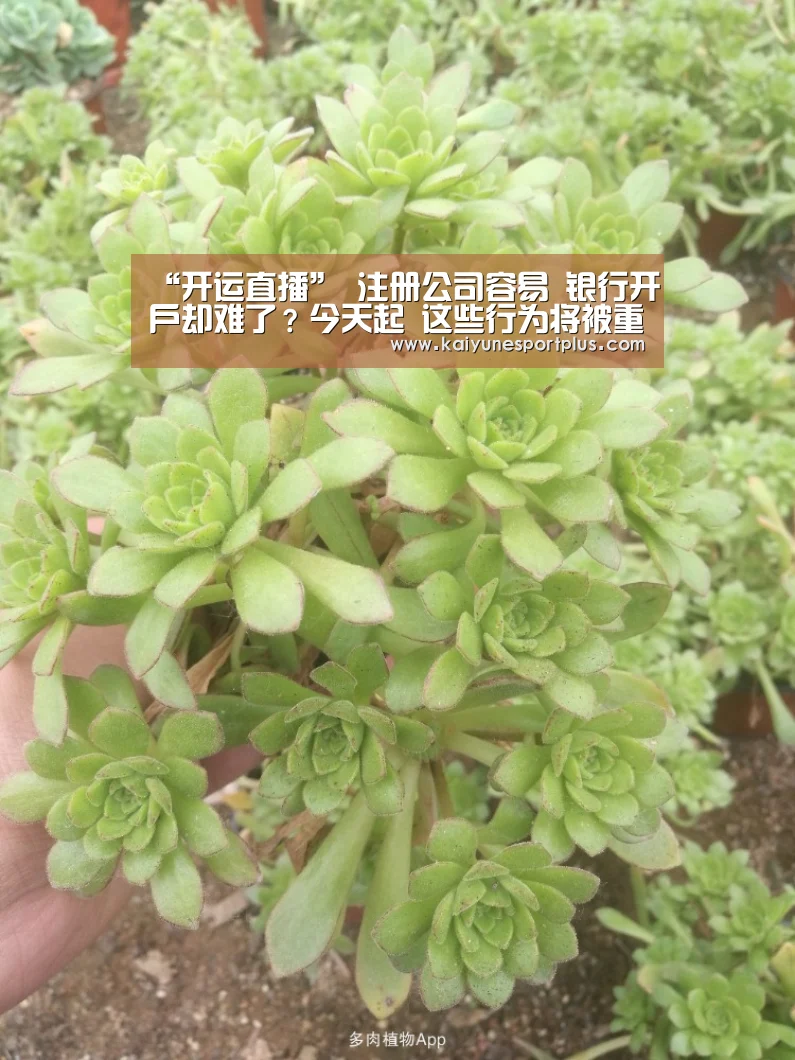 “开运直播”
注册公司容易 银行开户却难了?今天起 这些行为将被重点监控(图4) 开运直播